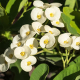 Euphorbia Milii Live Plant, Crown of Thorns Live Plant, Mix Flower Houseplant, 5-8 Inc Tall, Cold Hardy (White)