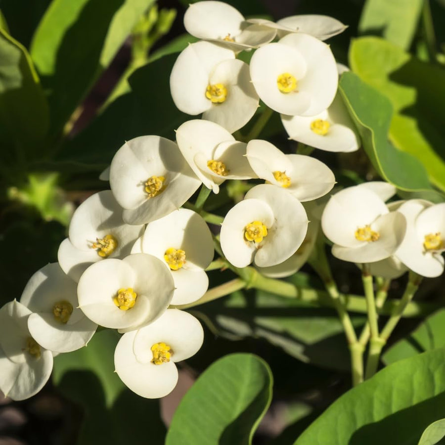 Euphorbia Milii Live Plant, Crown of Thorns Live Plant, Mix Flower Houseplant, 5-8 Inc Tall, Cold Hardy (White)