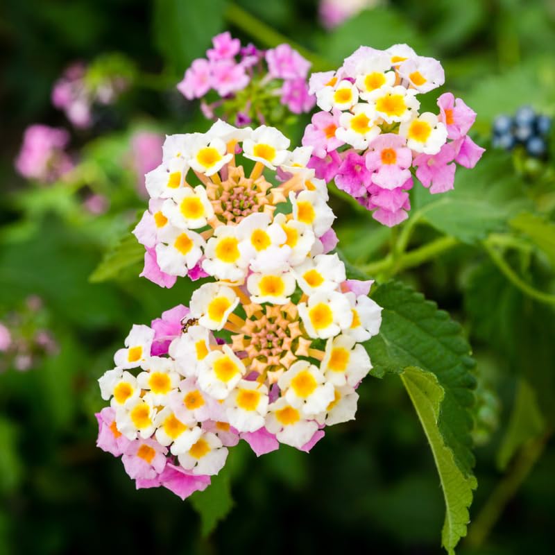 2 Lantana Plants Live, Perennial Live Flowering Lantana, Container Growing 4-9 Inch Tall - Pink