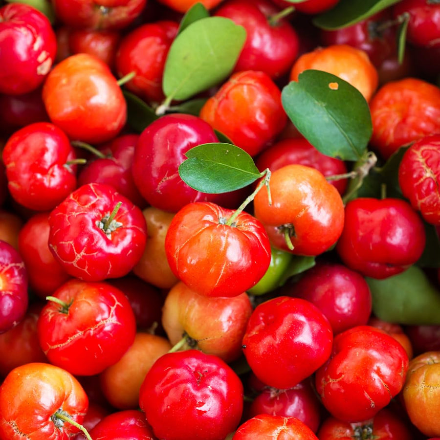 Live Barbados Cherry Tree Plant, Acerola Barbados Cherry Fruit Tree, 2 Feet Tall, Ready for Planting
