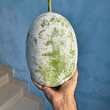 60 Wax Gourd Winter Melon Round Seeds, Wax Gourd Seed, Vegetable Seeds for Outdoor Garden