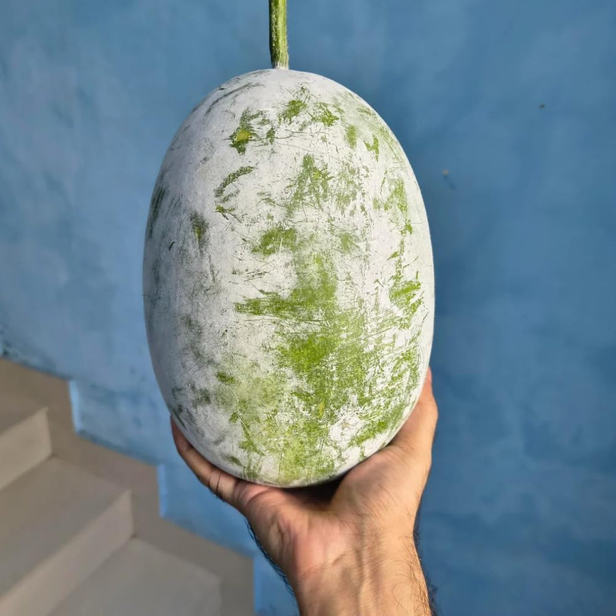 60 Wax Gourd Winter Melon Round Seeds, Wax Gourd Seed, Vegetable Seeds for Outdoor Garden