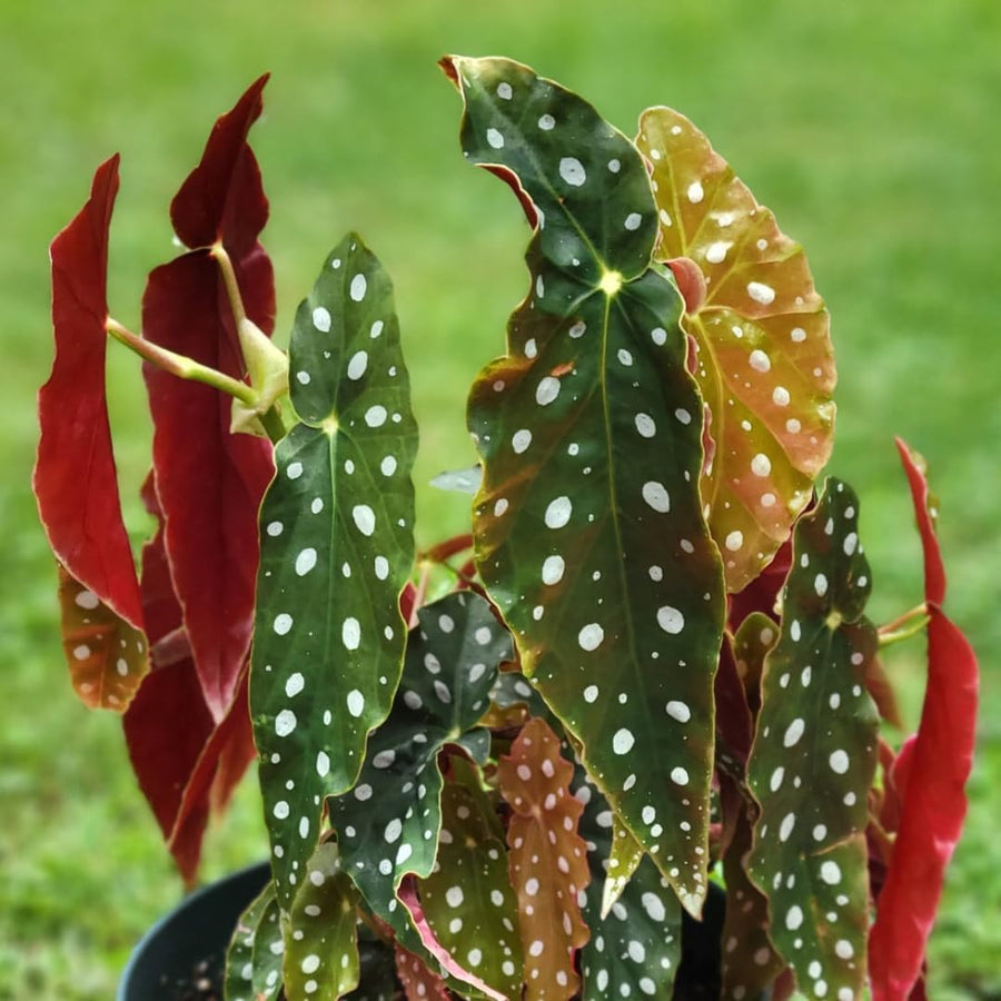 Begonia Live Plant Outdoor, Can Grow As Weeping Begonia, Fast-Growing, Easy-Care Flowering Plant for Gardens Containers, 5-9” Tall, No Pot, Begonia Maculata Plants ((Angel Wing)