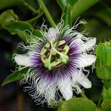 Live Purple Passionfruit Plant, Passion Fruit Vine, 2–3 Feet Tall, Ready for Planting