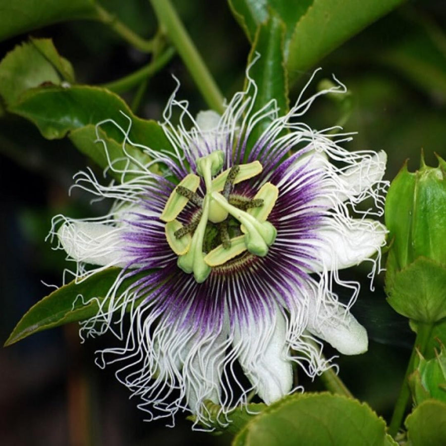 Live Purple Passionfruit Plant, Passion Fruit Vine, 2–3 Feet Tall, Ready for Planting