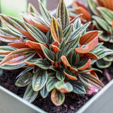 Peperomia Live Plant in 4" Pot, Easy-Care Indoor Trailing Houseplant Succulent Live (Red Green Peperomia)