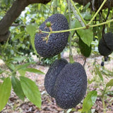 HASS Avocado Tree Live Plant, 8-10 Inches Tall, Hardy Avocado Fruit Tree for Indoor or Outdoor Growing