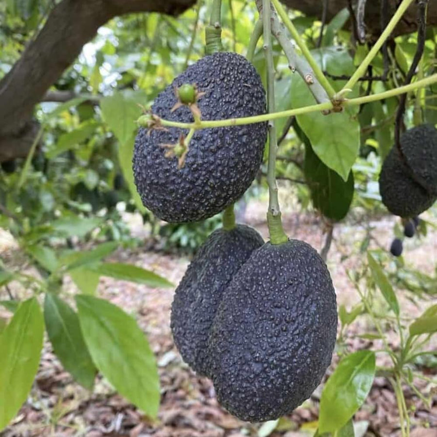 HASS Avocado Tree Live Plant, 8-10 Inches Tall, Hardy Avocado Fruit Tree for Indoor or Outdoor Growing