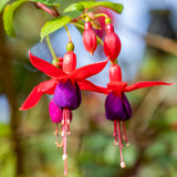 Purple Fuchsia Plant Live, Hardy Fuchsia Flower Plants for Garden, 3 to 4'' Tall - Single Bloom, Purple Flower Plant, No Pot