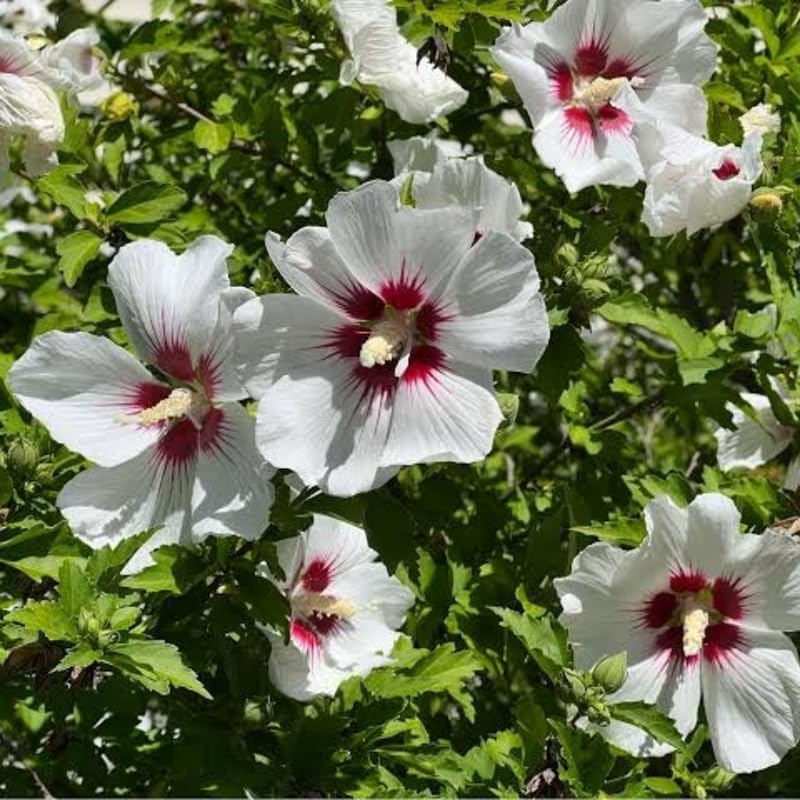 White Rose of Sharon Plant in Quart Pot, Hardy Hibiscus Flowering Shrub, Vibrant Outdoor Althea Plants, Fast-Growing Perennial