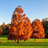 Dawn Redwood Live Plant in Quart Pot, 6-12" Tall Live Redwood Plants for Outdoor Garden