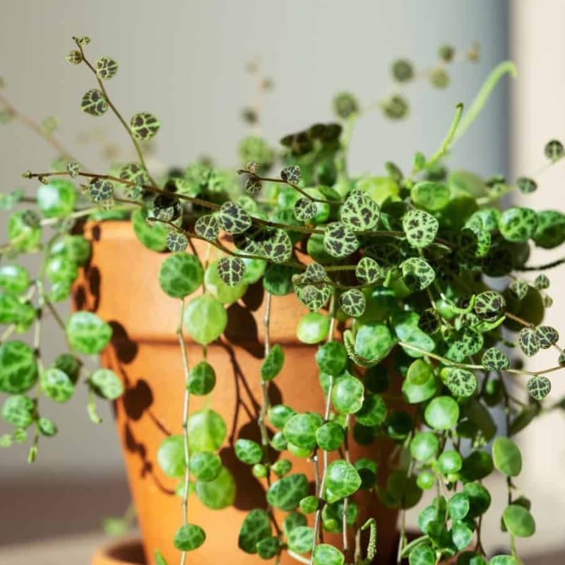 Succulent Plant Live, Trailing Houseplant, Indoor Green Foliage Plant in 4 Inch Pot (String of Turtles)