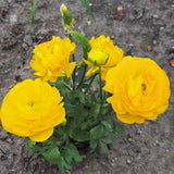 Ranunculus Bulbs, 25 Ranunculus Bulbs, French Peony Style Buttercup Corms, Spring Blooming Garden Flowers, Vibrant Flower Plant (Yellow Ranunculus)