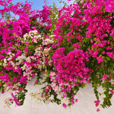 2 Bougainvillea Plants Live, Trailing Flowering Vines, 5-9” Tall, Well-Rooted Bougainvillea Trees for Outdoor Garden or Patio (Multicolor Bougainvillea)
