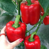 Pack 2 Live Pepper Plants 90 Days Old for Planting, 3 to 5 Inches Tall, Fast Growing, Hot Chili Peppers for Outdoor Growing (Red Knight)