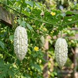 20 Bitter Melon Seeds for Planting, White Bitter Gourd Vegetable Seeds for Home Garden, Vegetable Vine Plants Seed