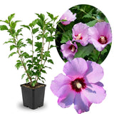 Pink Rose of Sharon Plant in Quart Pot, Hardy Hibiscus Flowering Shrub, Vibrant Outdoor Althea Plants, Fast-Growing Perennial