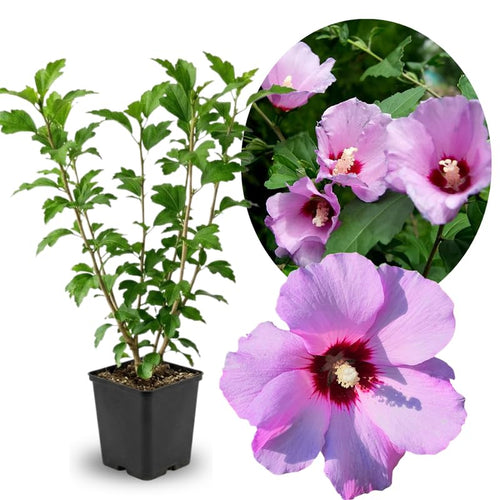 Pink Rose of Sharon Plant in Quart Pot, Hardy Hibiscus Flowering Shrub, Vibrant Outdoor Althea Plants, Fast-Growing Perennial