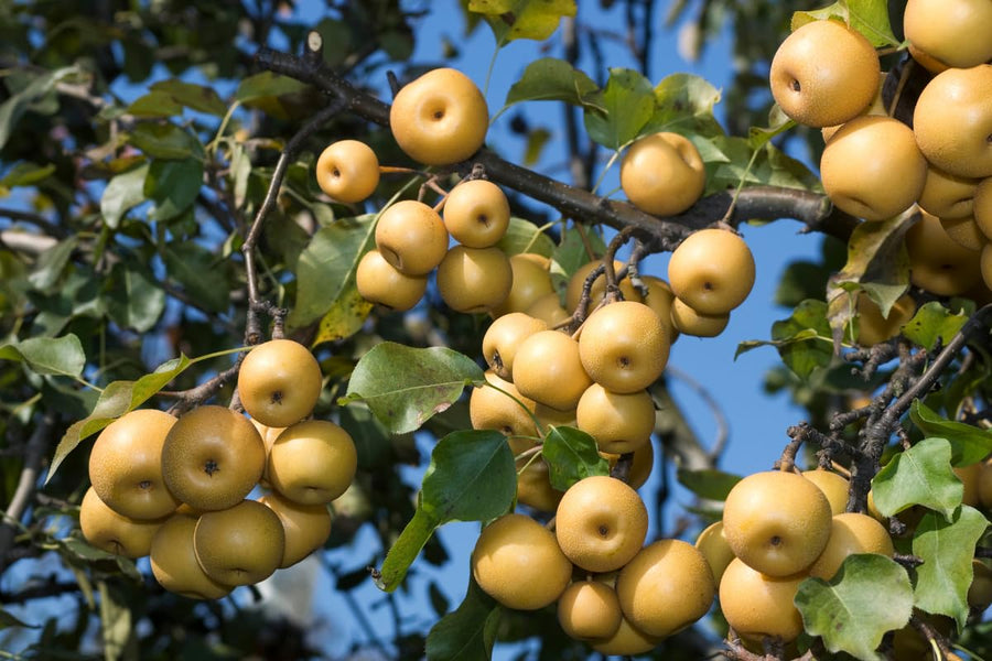 Asian Pear Tree Live Plant, Live Pear Plant Tree, 2 to 3 Feet Tall, Pear Live Plant, Pear Tree Plant for Garden, Sweet Fruit Plant Indoor Outdoor