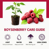 Thornless Boysenberry Plant Live, Boysenberry Starter Plants from 4-6 Inches Tall, Fruit Bearing Plant for Patio and Container Growing