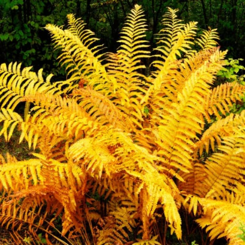 5 Cinamon Fern Rhizomes Live Plants for Planting, Ferns Live Plants Outdoors Indoors Full Shade, Bare Roots, Fast-Growing