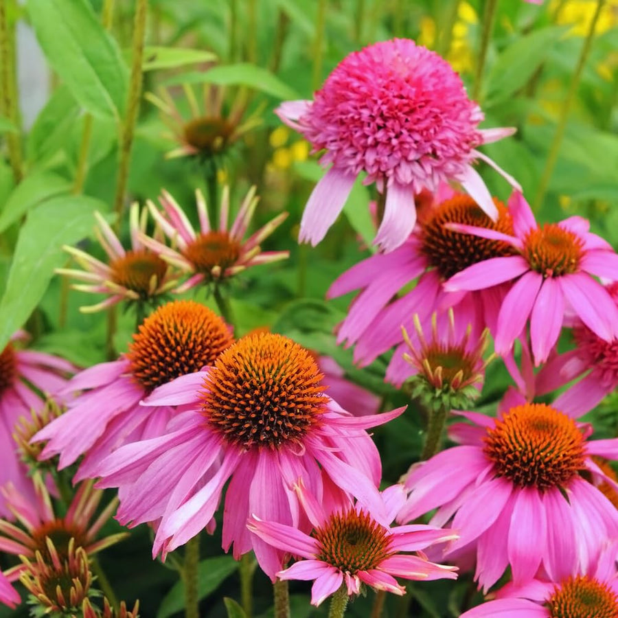 Set 6 of Echinacea Plants Live Roots, Purple Coneflower Live Plant Flowering Gardening, 4 to 6 Inc Tall Roots, Coneflower Plants Live
