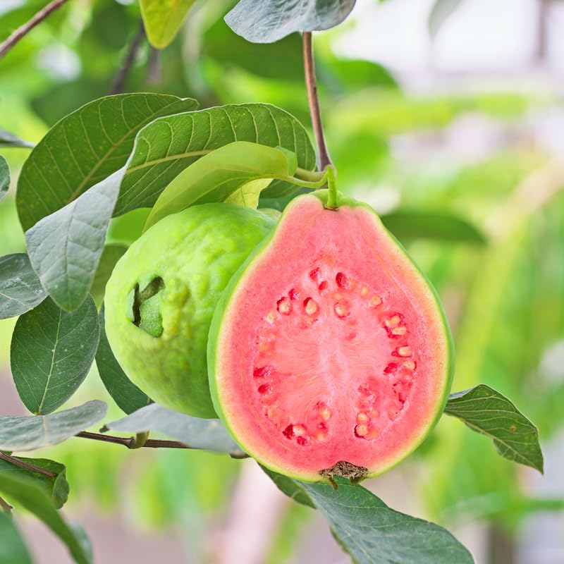 02 Sweet Pink Guava Trees Plants Live, Pink Guava Seedlings Tree Fruit Plant, 4 to 9 Inc Tall