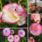 25 Large Ranunculus Bulbs for Planting, Ranunculus Corms, Buttercup Flower Bulbs Spring Fall Growing