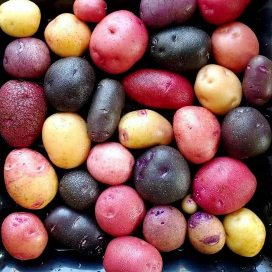 High Yielding Mixed Potato Tubers, 1 Pound of Russet, Yukon, Red Potatoes Plants Bulbs for Outdoor Growing,Vegetables Heirloom Potato Seeds Live Tuber for Home Garden