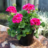 2 Geranium Plants Live, Live Geranium Plant, Pink Geranium Flower Plants Indoor Outdoor, 5 to 7 Inches Tall, Geranium Plant