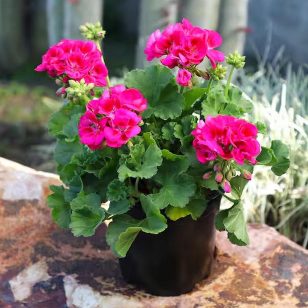 4 Geranium Plants Live, Live Geranium Plants, Pink Geranium Flower Plant Indoor Outdoor, 5 to 8 Inches Tall, Geranium Plant