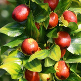 High Yield Li Jujube Tree Live Plant, 9 to 14 Inches in Tall Potted, Dormant in Winter