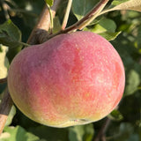 River Apple Tree Live Plant, Apple Plants Live for Planting 2 to 3 Feet Tall, Live Apple Tree Plant Live, Apple Fruit Tree, Bareroots