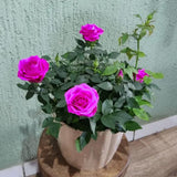 Miniature Rose Plant, Live 3.5” Potted Rose, Compact, Colorful Flowering Rose Bush for Indoor Outdoor Gardens (Magenta)