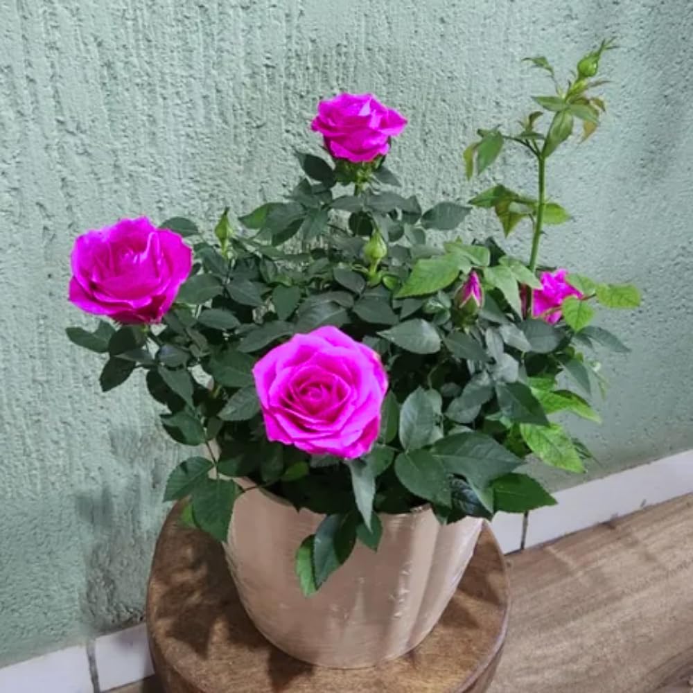 Miniature Rose Plant, Live 3.5” Potted Rose, Compact, Colorful Flowering Rose Bush for Indoor Outdoor Gardens (Magenta)