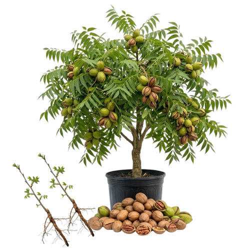 Set of 2 Pecan Tree Live Plant, 10-15 Inches Tall Bareroots, Nut Tree, Hardy Pecan Nut Seedling for Outdoor Gardening