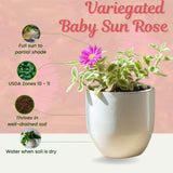 Variegated Baby Sun Rose Live Plant, Pink Ice Plant, Variegated Succulent, 2 Inch Pot for Indoor Outdoor Houseplant
