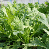 2000 Chrysanthemum Seeds, Tan O Seeds, Annual Vegetable Seed for Planting