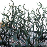 Albuca Live Plant, Rare Spiral Leaf Succulent, 4 Inch Pot, Curly Grass Easy Care Indoor Plant