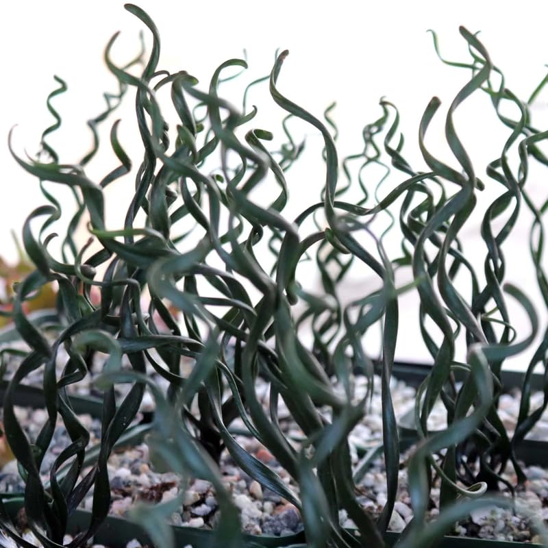 Albuca Live Plant, Rare Spiral Leaf Succulent, 4 Inch Pot, Curly Grass Easy Care Indoor Plant