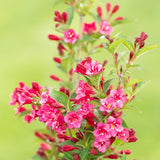 Pink Weigela Plant Pot, 6 to 9 Inc Tall, Weigela Live Plant, 4 Inc Pot, Live Weigela Plant for Garden