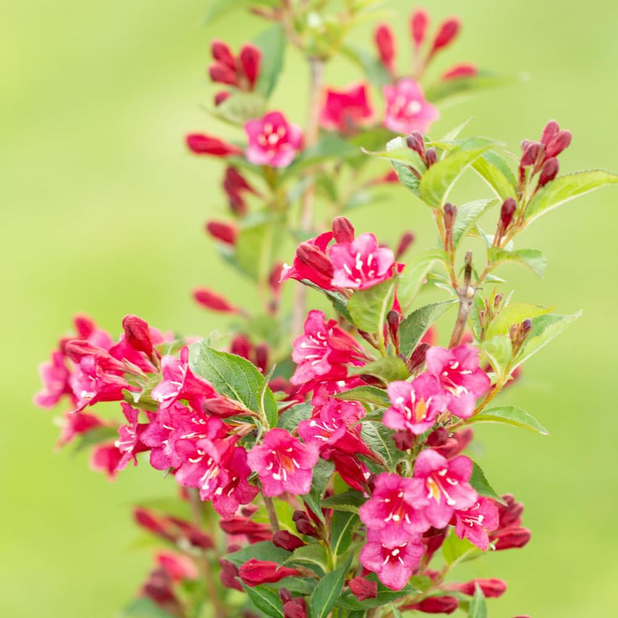 Pink Weigela Plant Pot, 6 to 9 Inc Tall, Weigela Live Plant, 4 Inc Pot, Live Weigela Plant for Garden