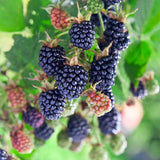 Thornless BlackBerry Plants Cuttings, Well Rooted Cutting 4 Inches Tall, Sweet Berries and High Yield for Edible Garden, Ready for Planting