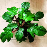 2 Rare Philodendron Live Plants Varieties Collection, Philodendrons Plants Size 5-9 Inc for Indoor Houseplant Décor, Ornamental Tropical Well-Rooted (Hairy Philodendron Plants)