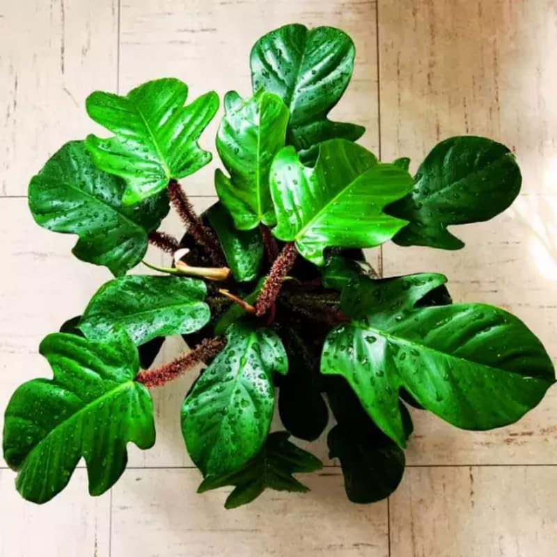 2 Rare Philodendron Live Plants Varieties Collection, Philodendrons Plants Size 5-9 Inc for Indoor Houseplant Décor, Ornamental Tropical Well-Rooted (Hairy Philodendron Plants)