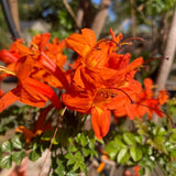 Orange Honeysuckle Live Plant in 4" Pot for Outdoor Growing