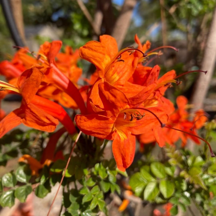 Orange Honeysuckle Live Plant in 4" Pot for Outdoor Growing