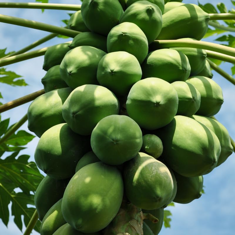 Dwaft Papaya Tree Live Plant 8 to 12 Inc Tall in Gallon Pot, Well-Rooted Fresh Fruit Plant Tropical Zones 9-11, No CA