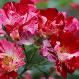 Fourth of July Climbing Roses Live Plants 7 Months Old, Rose Bushes Ready to Plant 5-9" Tall, Very Fragrant, Can Grow As Climber or Bush Tree or Trellises, Walls, Fences