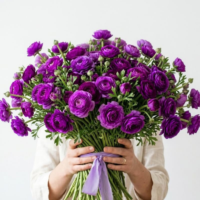 25 Purple Large Ranunculus Bulbs for Planting, Ranunculus Corms, Buttercup Flower Bulbs Spring Fall Growing